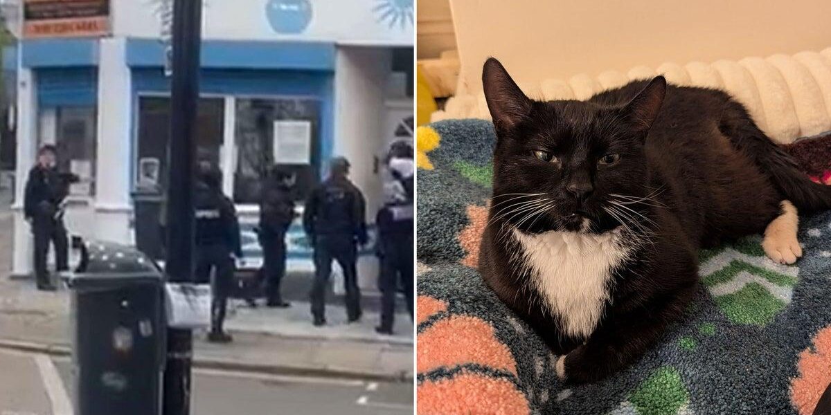 Police Force Entry to Seize Cat from 79-Year-Old Woman’s Home