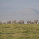Investigation Launched After 15 Elephants Found Dead in Kenya’s Amboseli National Park
