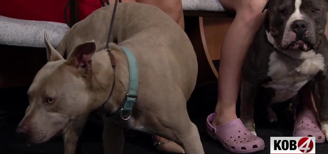 Amidst Policy Void, New Mexico’s Canine Catwalk Signals Community Resilience