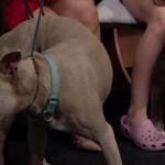 Amidst Policy Void, New Mexico’s Canine Catwalk Signals Community Resilience