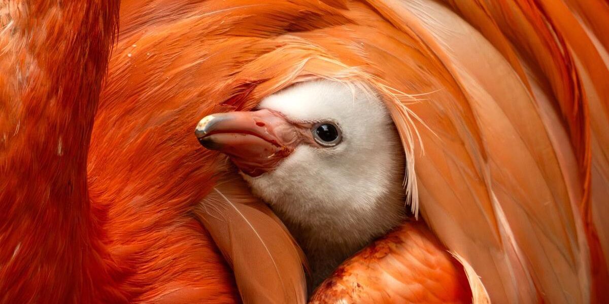 Pink Prodigy: A Flamingo’s Arrival Stirs Deeper Questions on Global Conservation