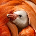 Pink Prodigy: A Flamingo’s Arrival Stirs Deeper Questions on Global Conservation