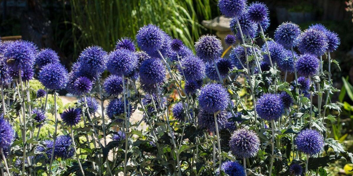 Top 5 Drought-Tolerant Plants for Vacation-Proof Gardens