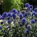 Top 5 Drought-Tolerant Plants for Vacation-Proof Gardens Top 5 Drought-Tolerant Plants for Vacation-Proof Gardens