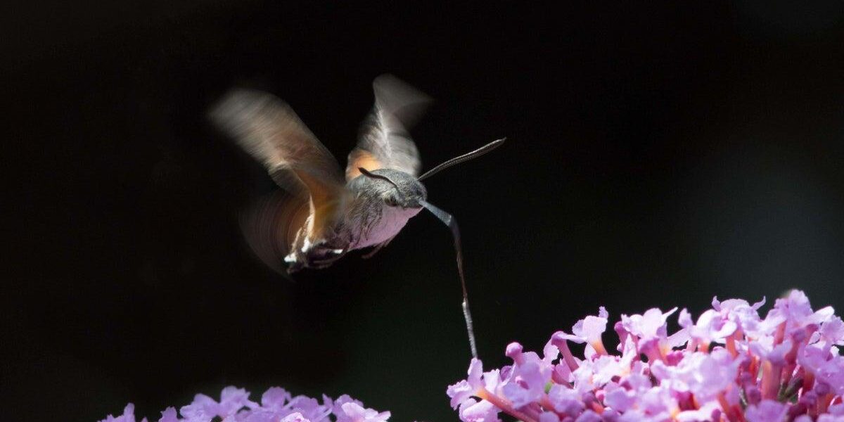 Discover Four Notable Moths to Identify in Your Garden