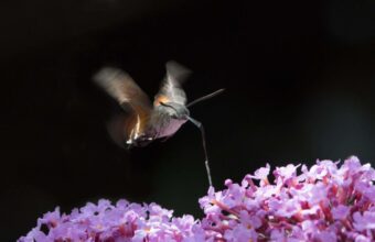 Discover Four Notable Moths to Identify in Your Garden