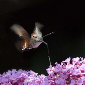 Discover Four Notable Moths to Identify in Your Garden