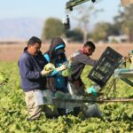 Cyclospora Outbreak: Parasite Transmission and Food Supply Contamination Investigated