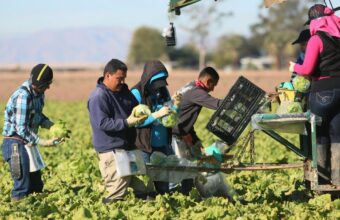 Cyclospora Outbreak: Parasite Transmission and Food Supply Contamination Investigated