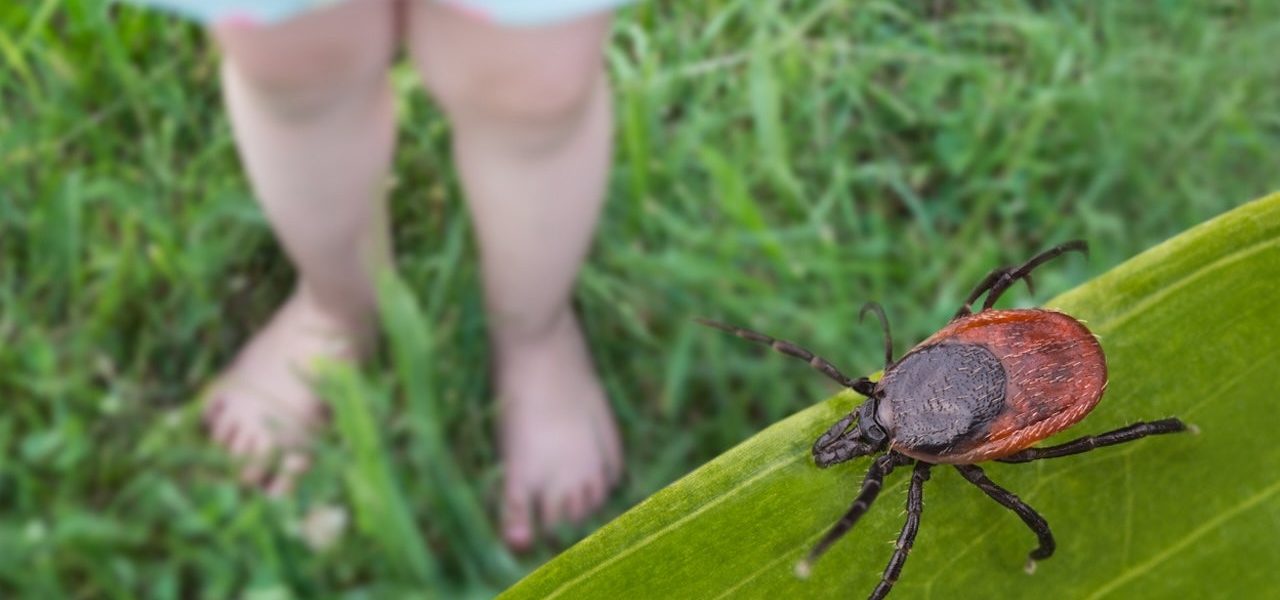 Silent Crawl: Obscure Virus Challenges Public Health Priorities in the U.S.