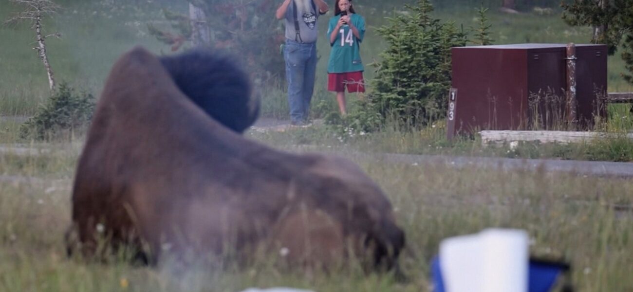Hooves of Iron: Yellowstone’s Stern Reminder to Humanity