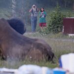 Hooves of Iron: Yellowstone’s Stern Reminder to Humanity
