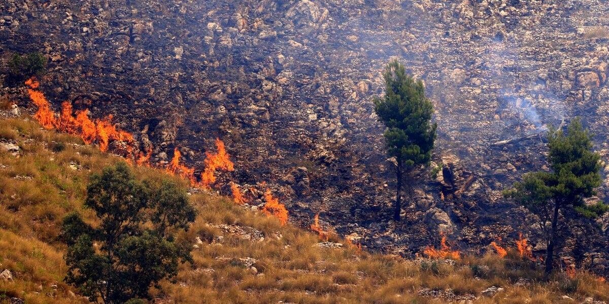 Italian Arsonists Use Cats with Flammable Rags to Spread Wildfires