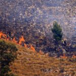 Italian Arsonists Use Cats with Flammable Rags to Spread Wildfires