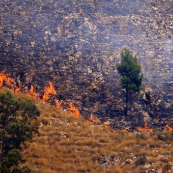 Italian Arsonists Use Cats with Flammable Rags to Spread Wildfires