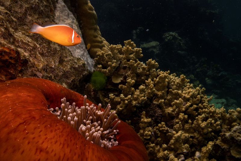 Coral Comfort: Australia’s Reef Retained, But Peril Lingers Beneath the Waves of Diplomacy
