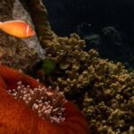 Diplomatic Triumphs & Troubled Waters: Australia’s Reef Retained, But Peril Lingers