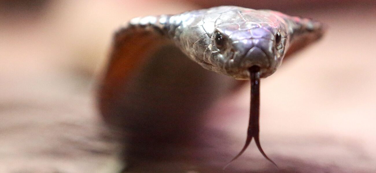 Phantom Menace: German Town Immobilized by a Serpent That Never Was