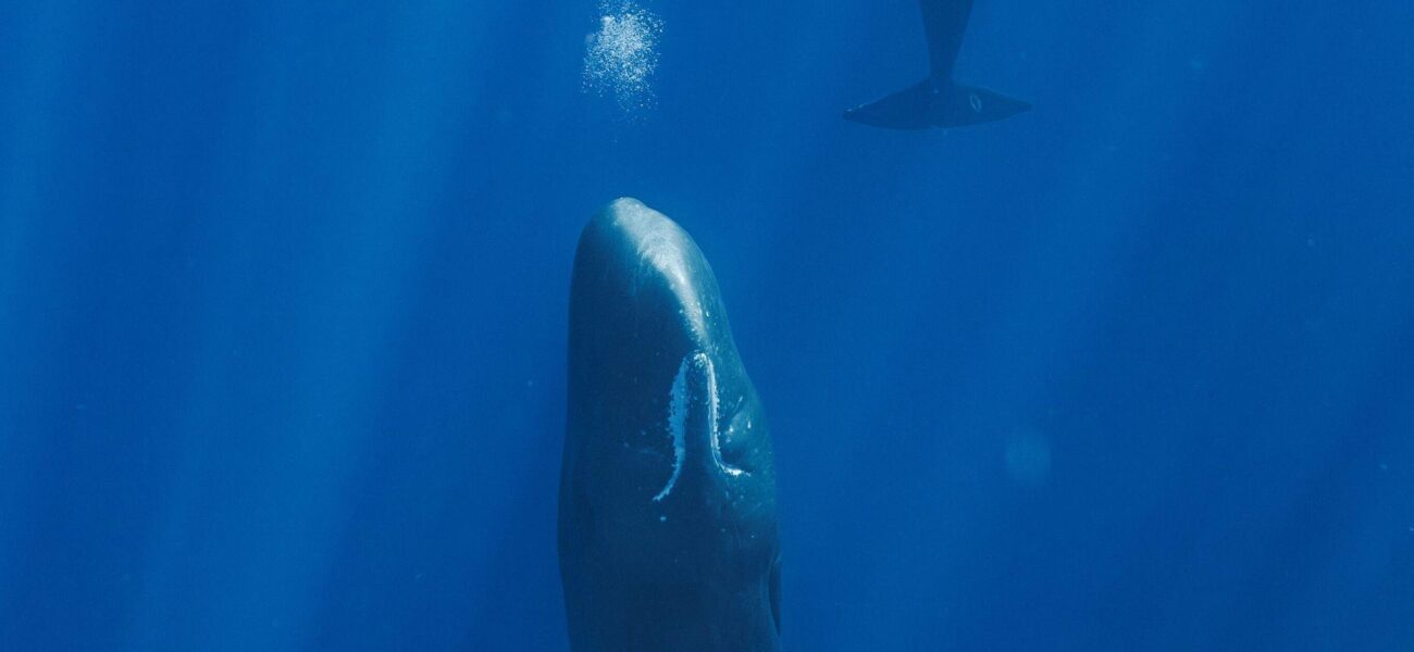 Sperm Whales’ Unique Sleeping Habits Uncovered by Marine Scientists