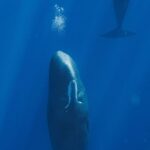 Sperm Whales’ Unique Sleeping Habits Uncovered by Marine Scientists Sperm Whales’ Unique Sleeping Habits Uncovered by Marine Scientists