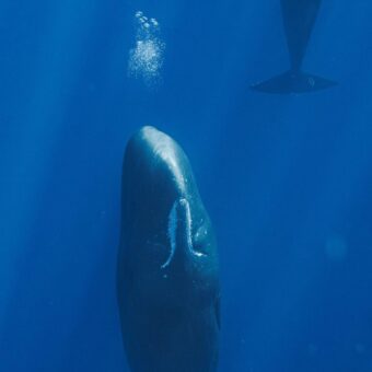 Sperm Whales’ Unique Sleeping Habits Uncovered by Marine Scientists