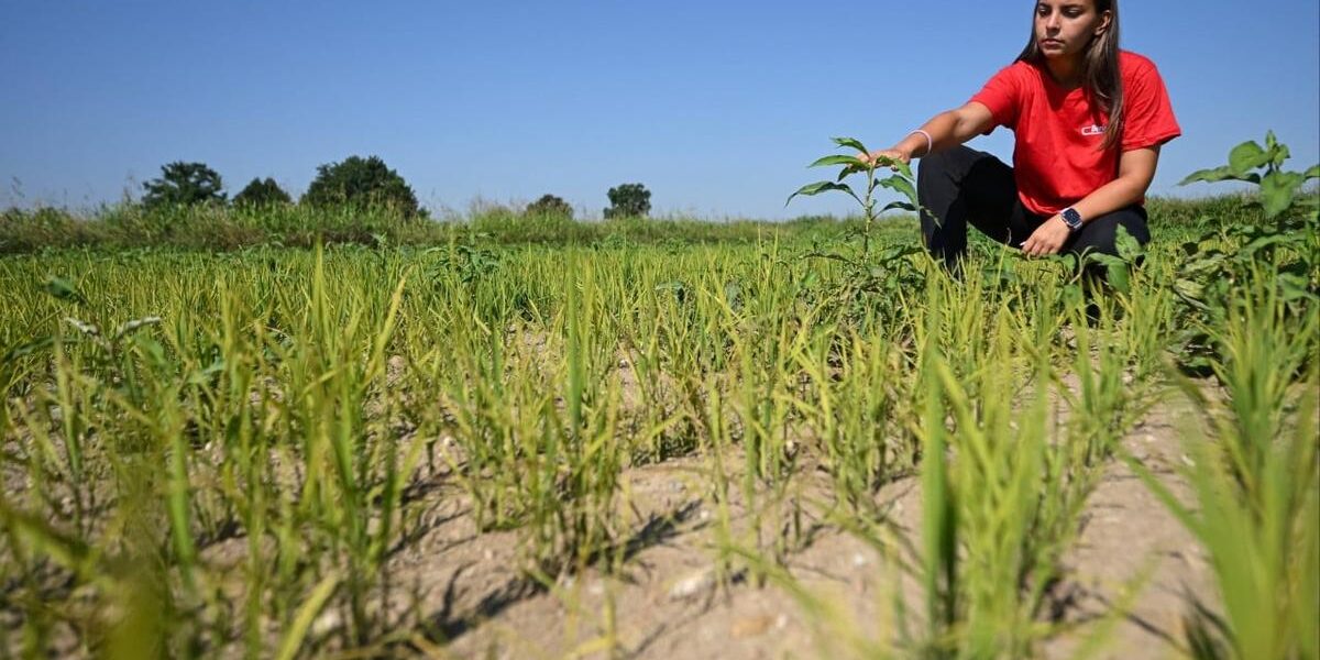 Italy’s Rice Bowls Under Threat Amidst Scorching June Heatwave and Crippling Drought