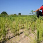 Italy’s Rice Bowls Under Threat Amidst Scorching June Heatwave and Crippling Drought