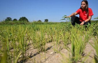 Italy’s Rice Crisis: Europe’s Food Supply at Risk