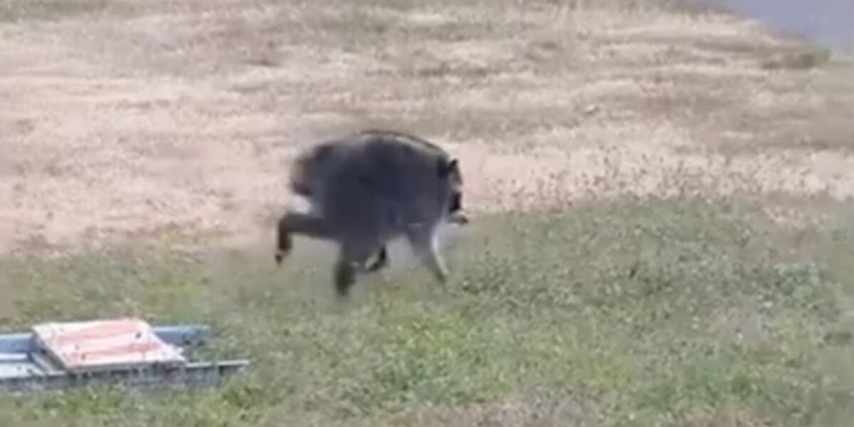 Seattle’s Unusual Visitor: Mutant Raccoon Captivates City