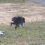 Seattle’s Unusual Visitor: Mutant Raccoon Captivates City
