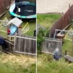 Teenager’s Escape Attempt Ends in Fence Collapse During Police Pursuit Teenager’s Escape Attempt Ends in Fence Collapse During Police Pursuit