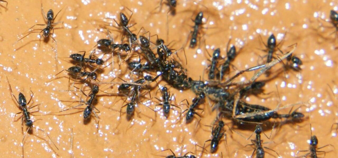 Michelin-Starred Restaurant Owner Faces Jail for Ant-Topped Sorbet in South Korea