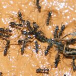 Michelin-Starred Restaurant Owner Faces Jail for Ant-Topped Sorbet in South Korea Michelin-Starred Restaurant Owner Faces Jail for Ant-Topped Sorbet in South Korea