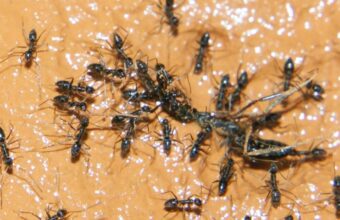 Michelin-Starred Restaurant Owner Faces Jail for Ant-Topped Sorbet in South Korea