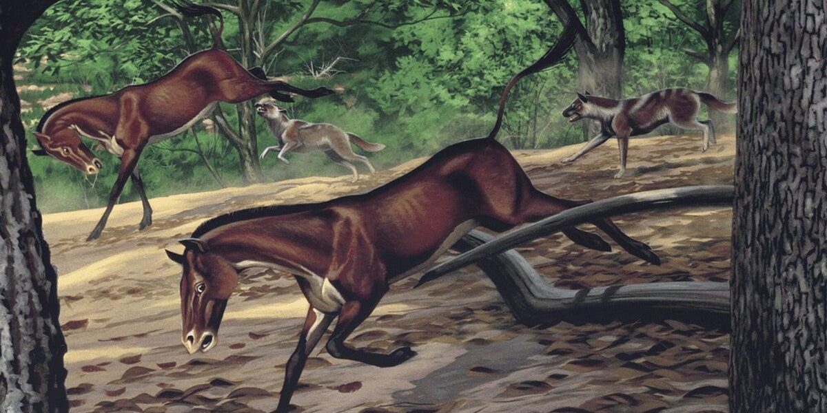 30-Million-Year-Old Fossil Reveals Early Dog’s Unique Anatomy