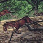 30-Million-Year-Old Fossil Reveals Early Dog’s Unique Anatomy