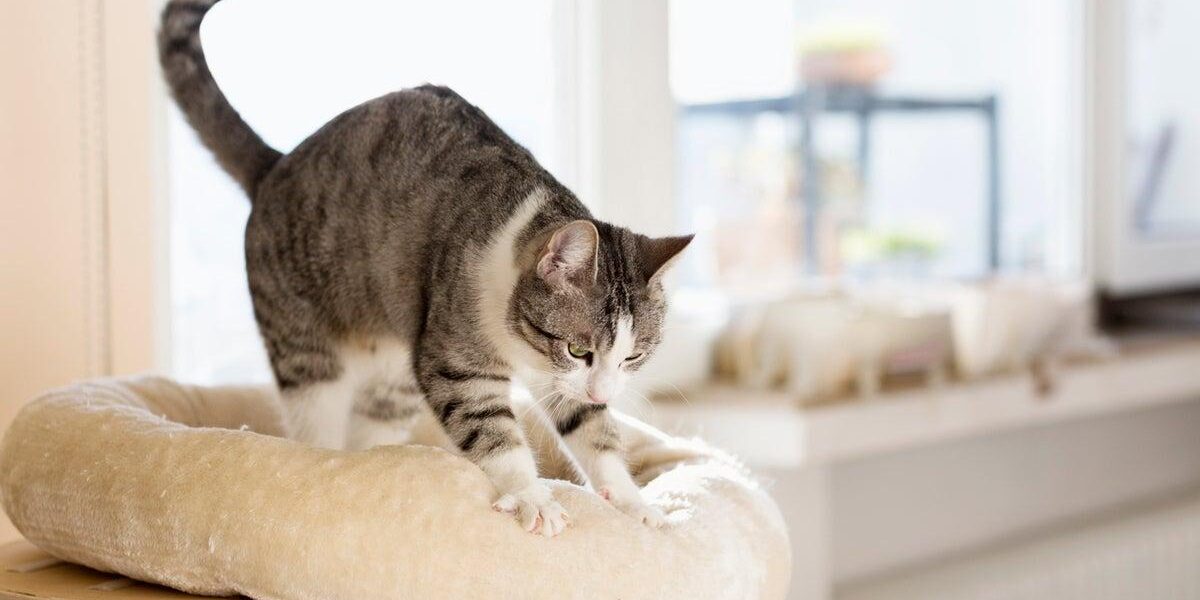 Expert Veterinarian Explains the Behavior Behind Cats’ Paw Kneading