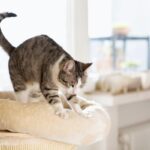 Expert Veterinarian Explains the Behavior Behind Cats’ Paw Kneading