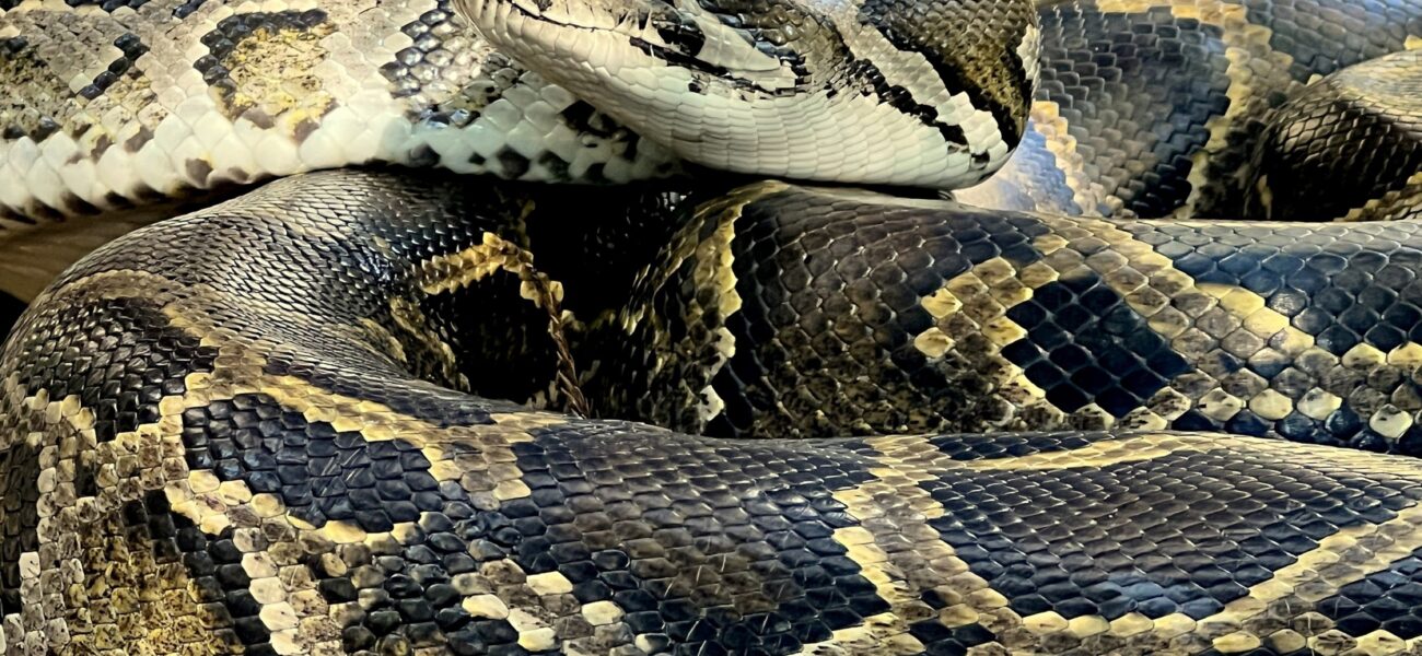 Florida’s Serpent Scourge: Python ‘Hot Spot’ Redefines Wilderness Borders