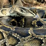 Florida’s Serpent Scourge: Python ‘Hot Spot’ Redefines Wilderness Borders