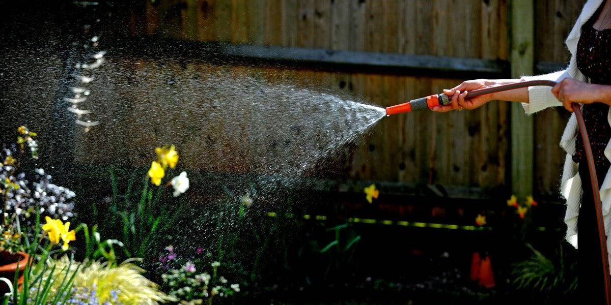 Hosepipe Ban: Strategic Plant Care to Navigate Water Restrictions