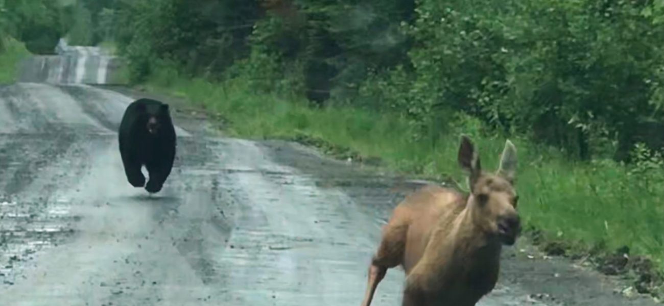 Maine’s Moose, The Bear, And The Sticky Question of Human Hands in Nature’s Fray