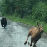Maine’s Moose, The Bear, And The Sticky Question of Human Hands in Nature’s Fray