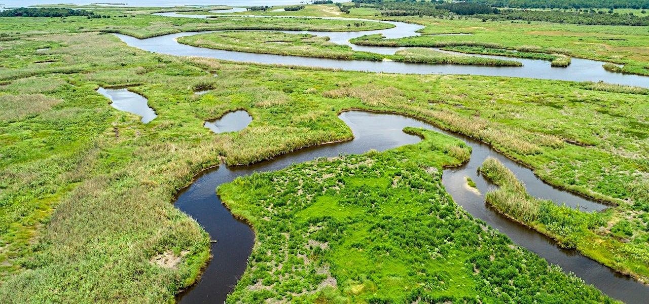 Florida’s Eden: Serenity, Savagery, and the Calculus of Coexistence
