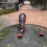 Hoofbeat of Fortune: Thai Pygmy Hippo Steps Into Global Sports Prognostication Limelight Hoofbeat of Fortune: Thai Pygmy Hippo Steps Into Global Sports Prognostication Limelight