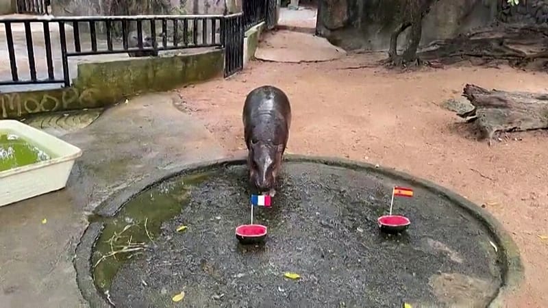 Hoofbeat of Fortune: Thai Pygmy Hippo Steps Into Global Sports Prognostication Limelight