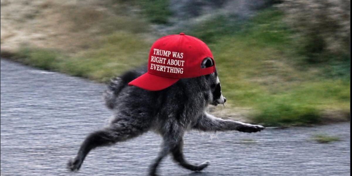 Public Outrage Erupts Over White House’s ‘MAGA’ Raccoon Post