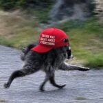 Public Outrage Erupts Over White House’s ‘MAGA’ Raccoon Post Public Outrage Erupts Over White House’s ‘MAGA’ Raccoon Post