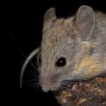 Andean Mouse Thrives at Extreme High Altitudes Andean Mouse Thrives at Extreme High Altitudes