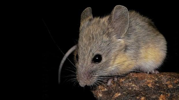 Andean Mouse Thrives at Extreme High Altitudes